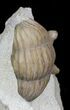 Rarely Seen Asaphus bottnicus Trilobite - Russia (Special Price) #31302-3
